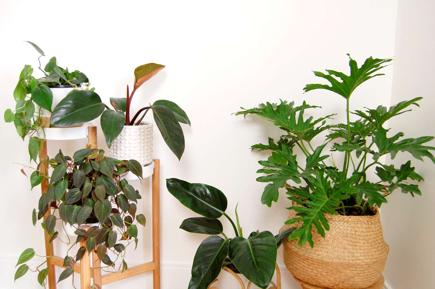 Resumen de plantas de interior de filodendro populares en una pared blanca. Incluye p. micans, p. selloum, p. 'verde imperial', filodendro hoja de corazón y filodendro cardenal negro.