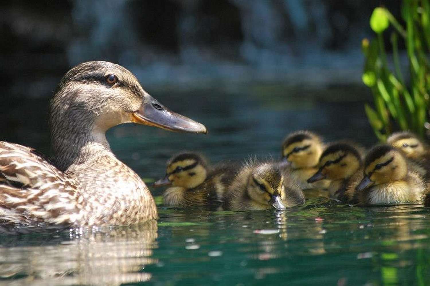 Stockentenfamilie