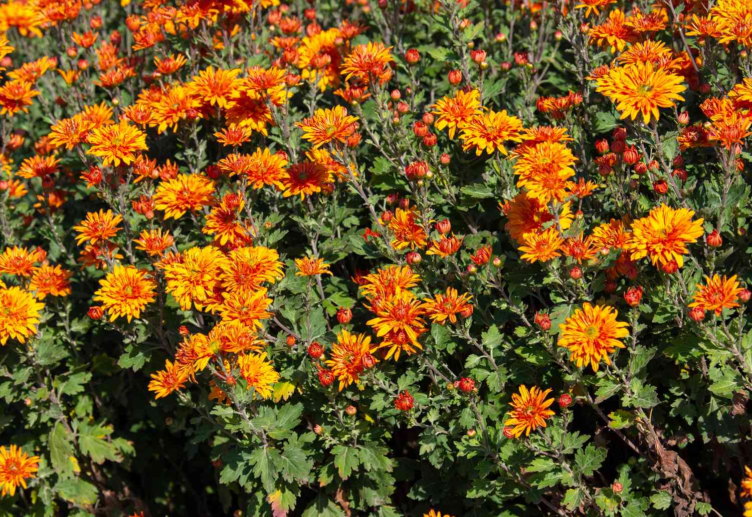Chrysanthemenpflanze mit orangen und gelben Blüten im Sonnenlicht