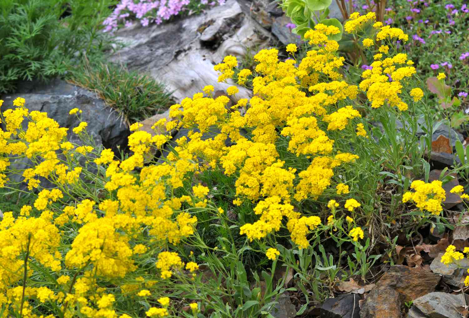 7 plantes couvre-sol faciles à tolérer la sécheresse