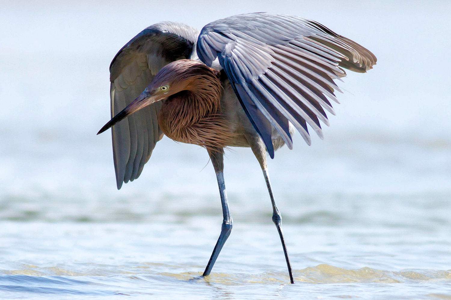 Reddish Egret