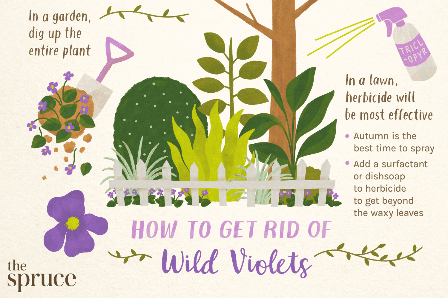 Ilustración que da consejos sobre cómo deshacerse de las violetas silvestres en el césped