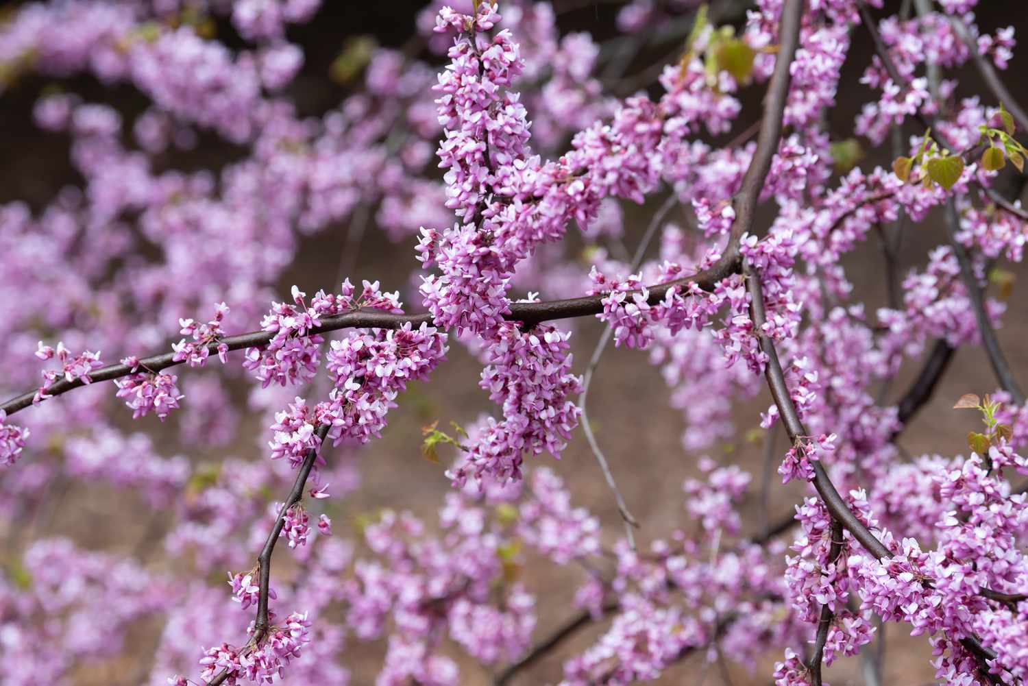 Lavendelrosa Blüten auf dunkelbraunen Zweigen der Trauer-Rotbuche in Nahaufnahme