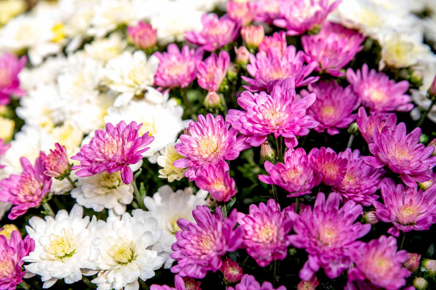 Flores de crisantemo con volantes de flores rosas y blancas agrupadas