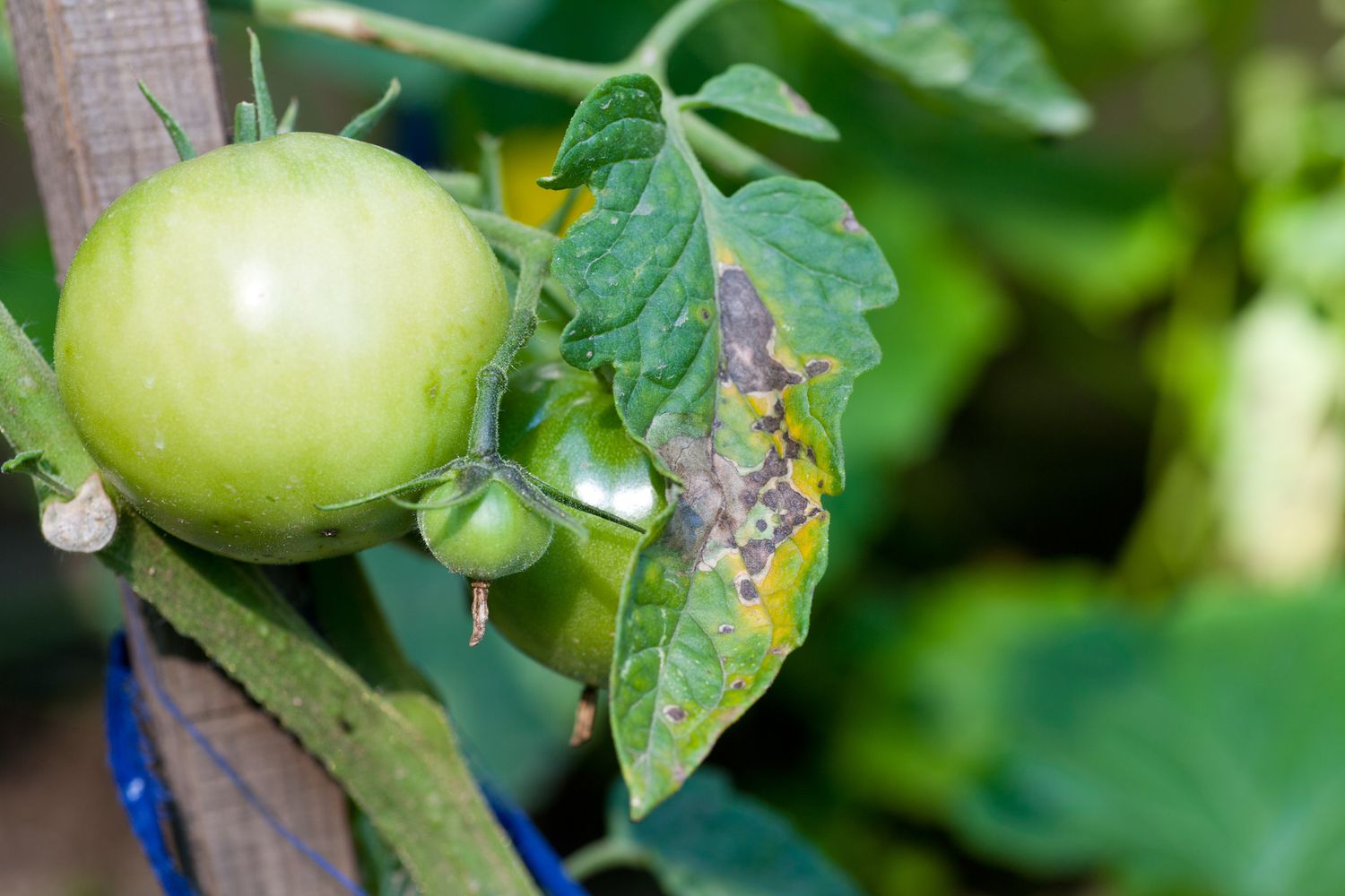 Kraut- und Knollenfäule der Tomate