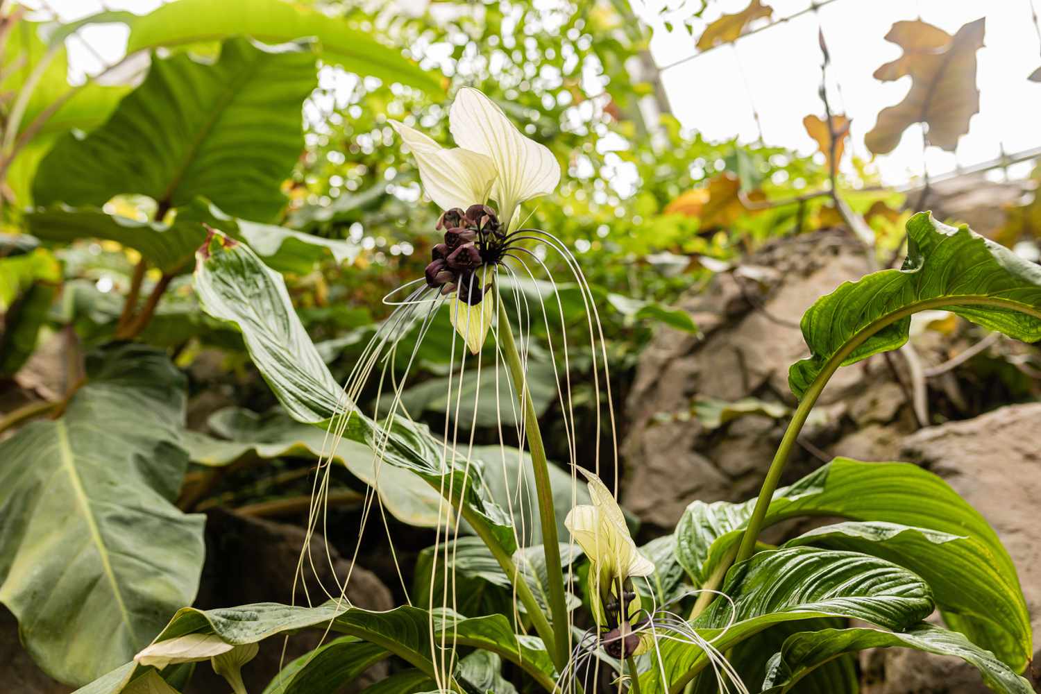 Weiße Fledermausblume mit aufgeweiteten weißen Hüllblättern über violetten Blütentrauben und schnurrbartartigen Hüllblättern auf hohem Stiel