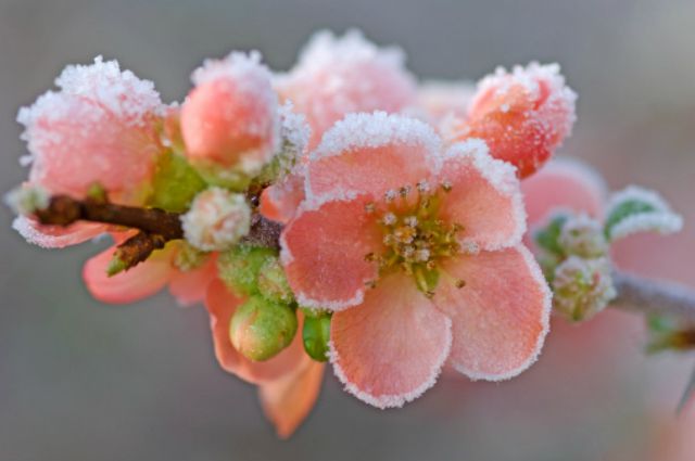 Frosted flowers of ornamental quince (Chaenomeles x superba), February