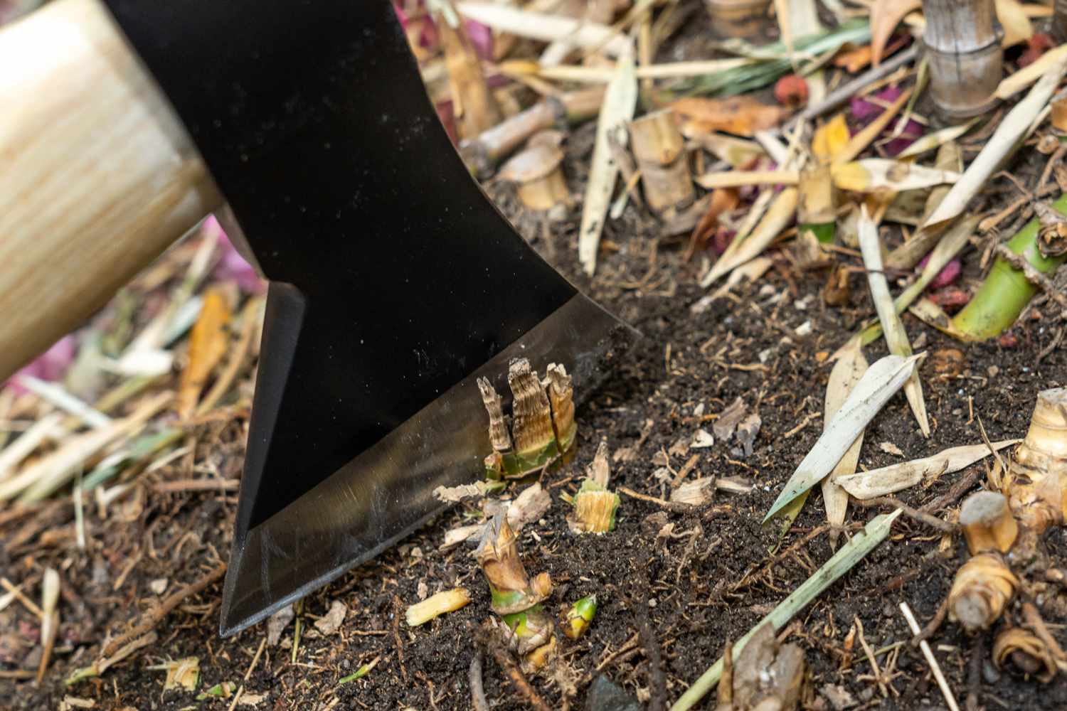 Ax head breaking up bamboo rhizomes from above