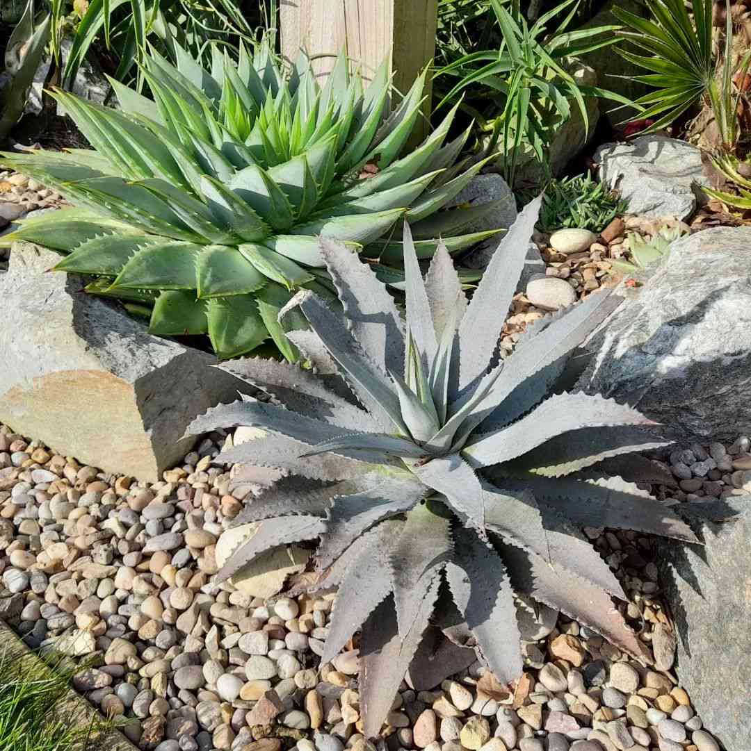 Duas grandes plantas suculentas pontiagudas com cascalho cinza claro e pedras em um jardim