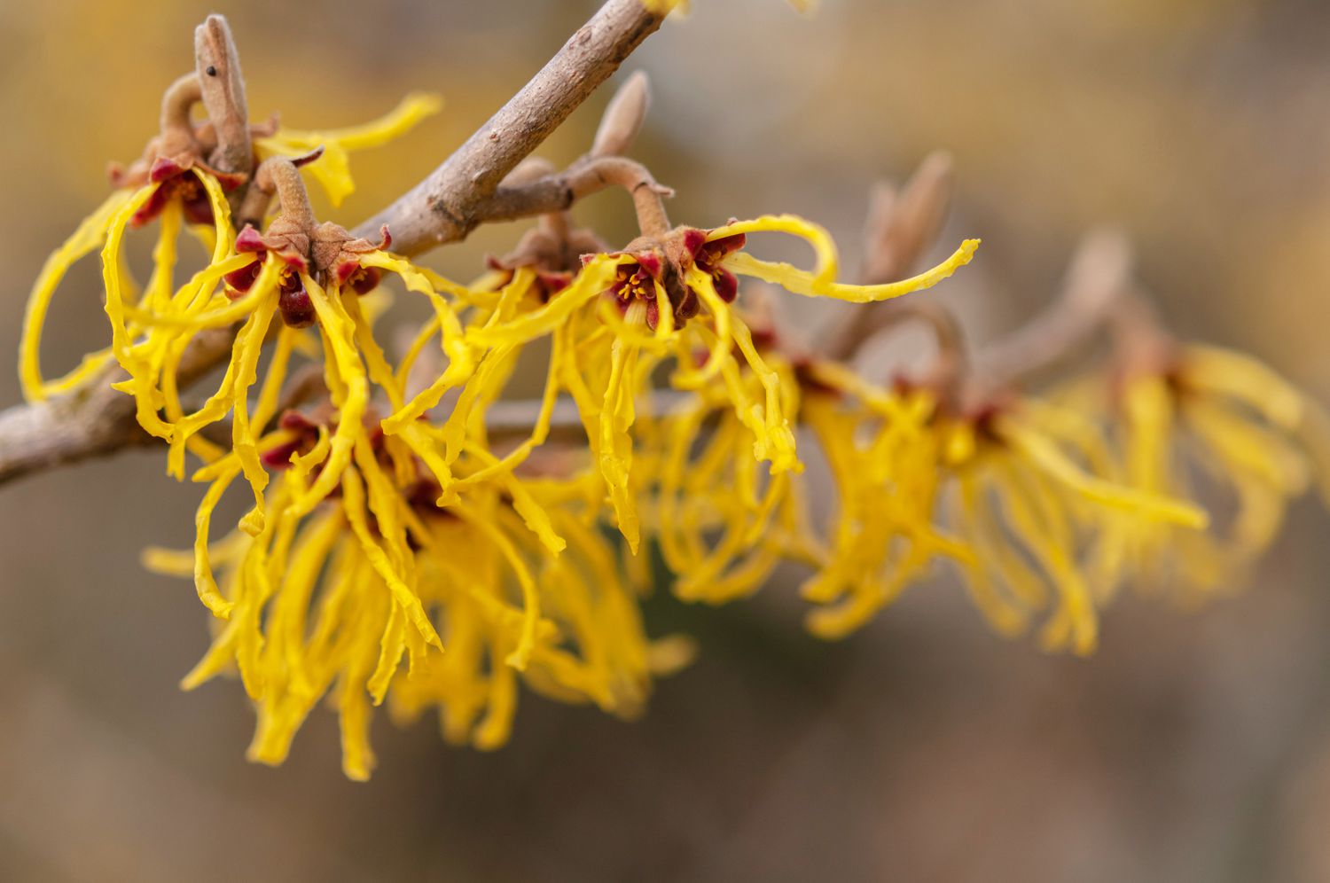 Vernalis witch hazel branch with yellow stringy flowers closeup