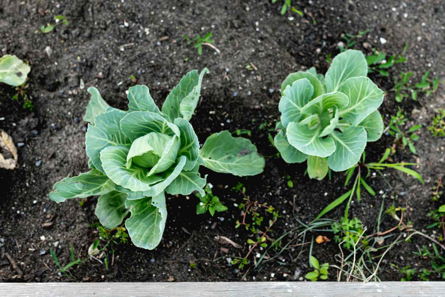 Kohl, der im Garten wächst