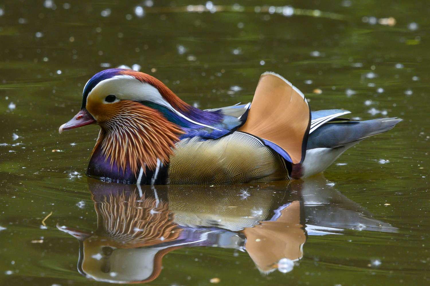 Definition der Ente: Vogelgeschlechter