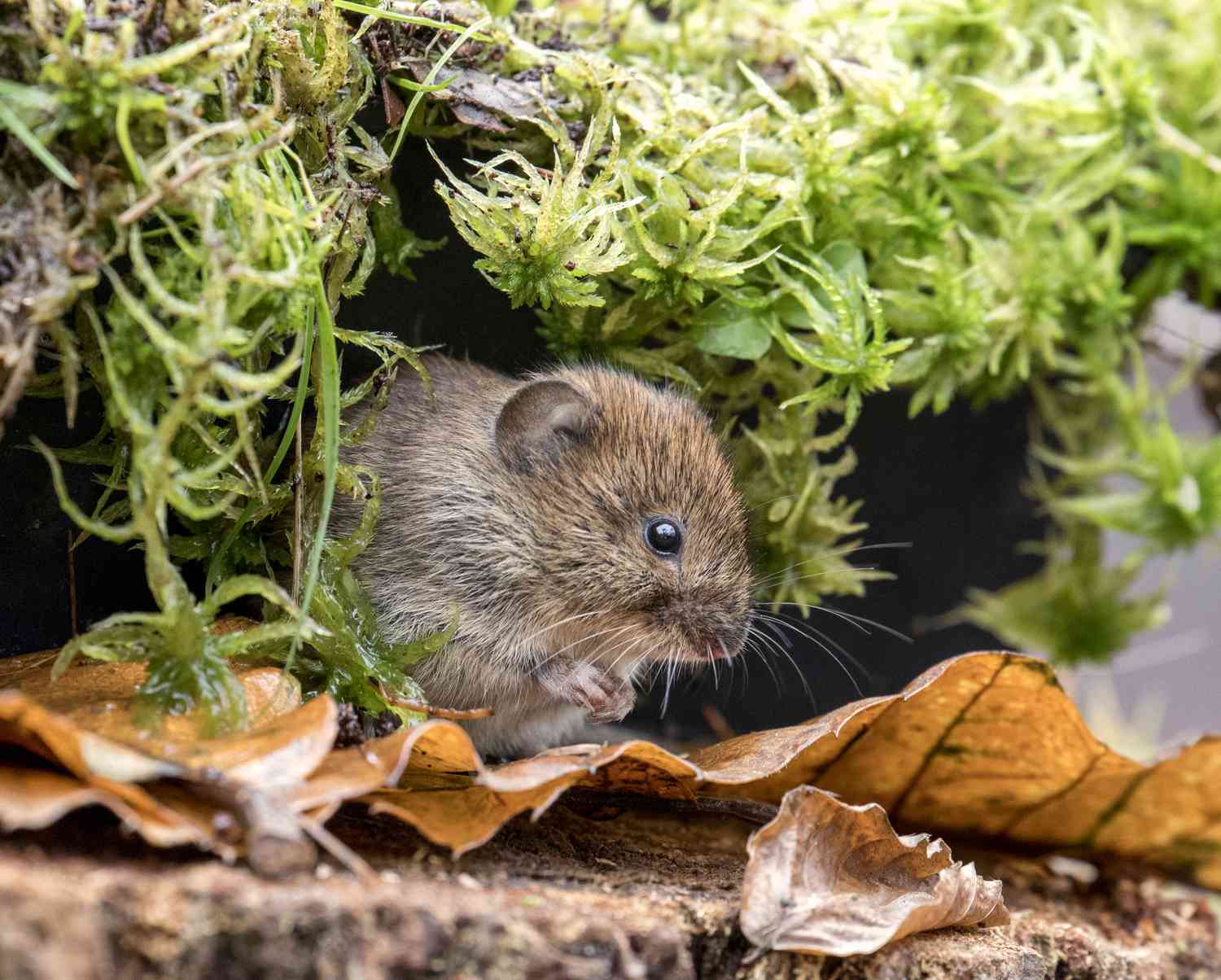 Wie man Maulwürfe im Garten loswird