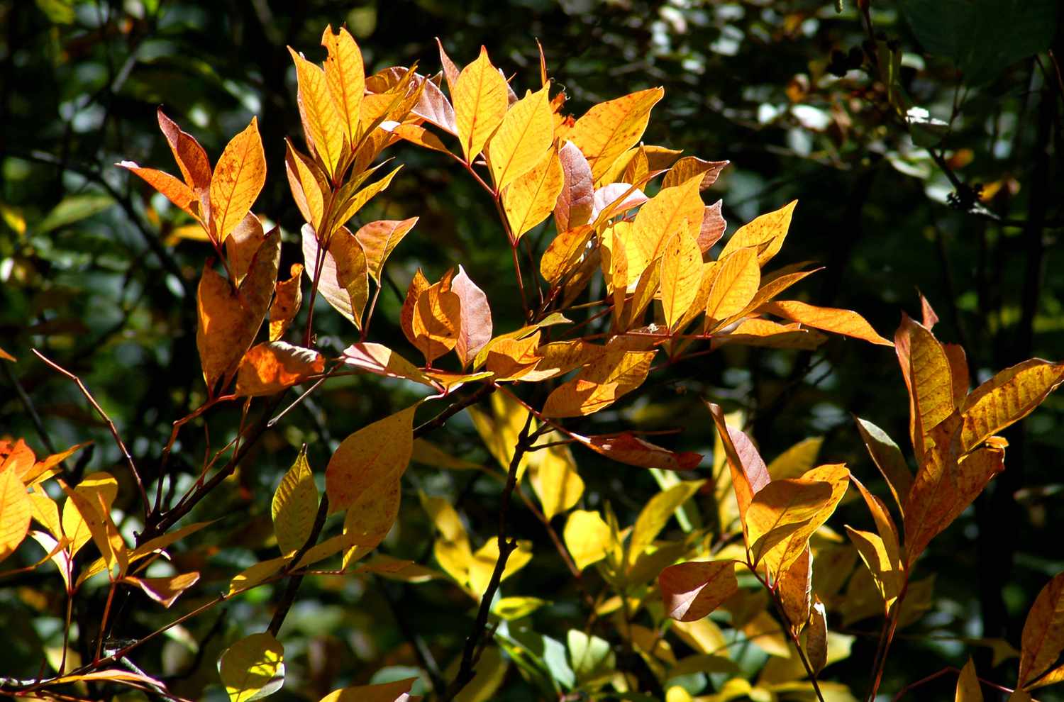 Follaje otoñal del zumaque venenoso en amarillo.