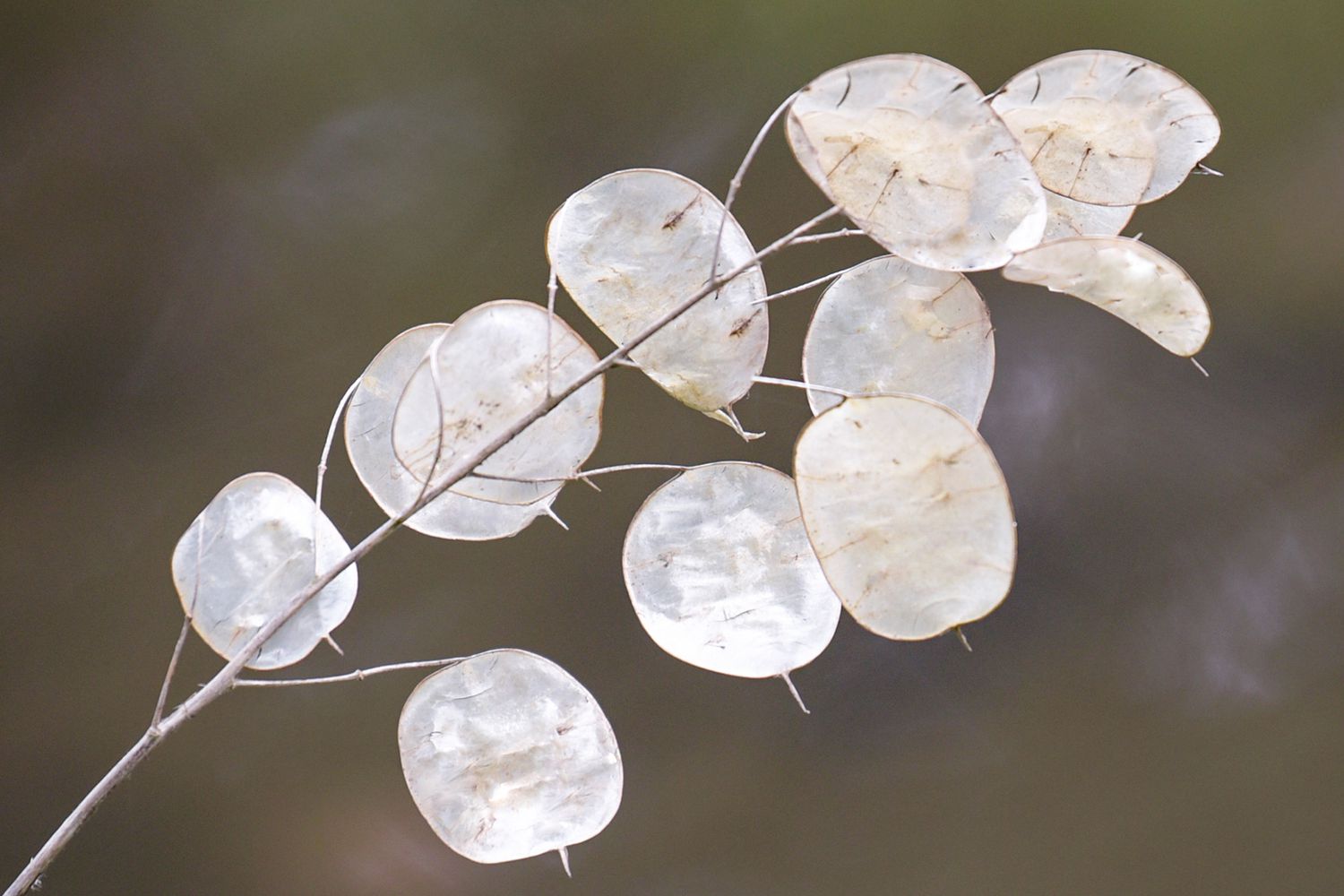 Anbau und Pflege von Lunaria (Silver Dollar Plant)