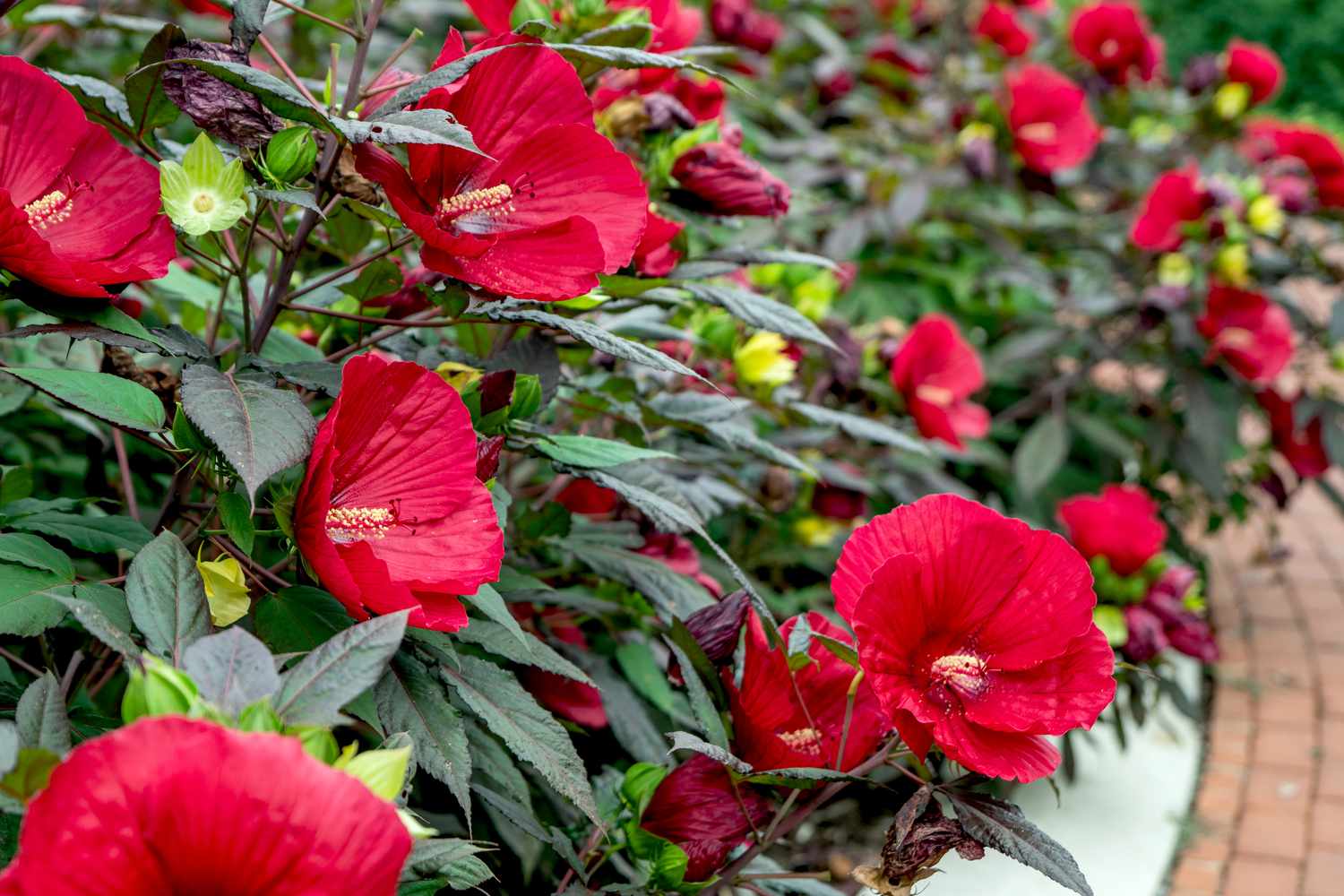 Sumpf-Hibiskus: Anleitung zur Pflanzenpflege und -aufzucht