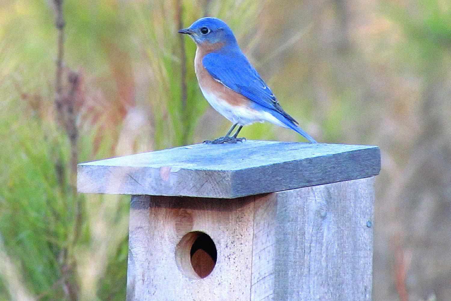 Östlicher Blaustern auf einem Vogelhaus