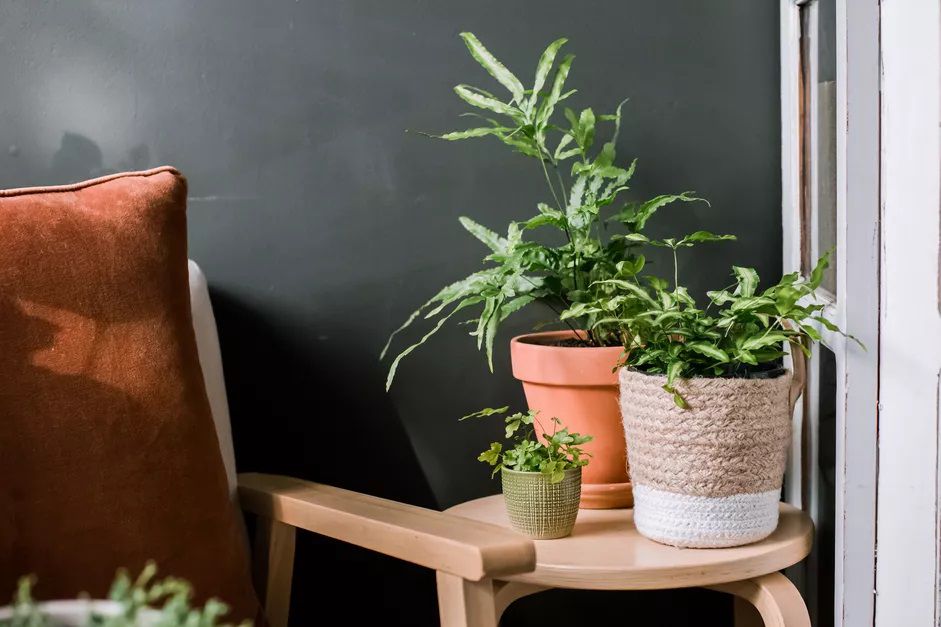 3 fougères Pteris de différentes tailles sur une petite table basse à côté d'une chaise et d'un mur gris