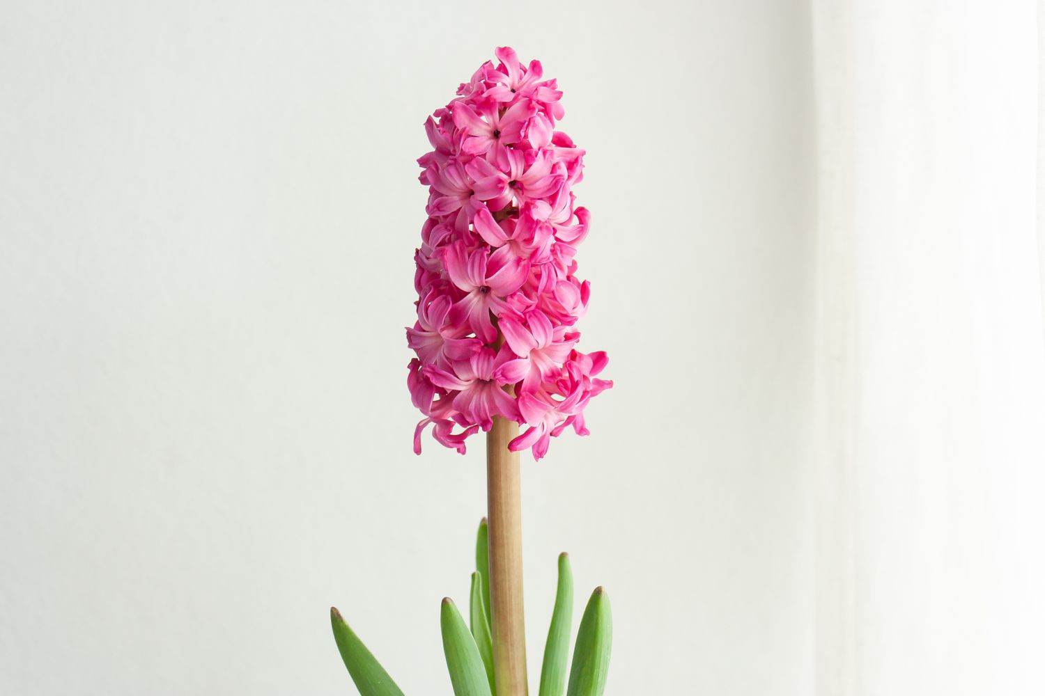 pink hyacinth