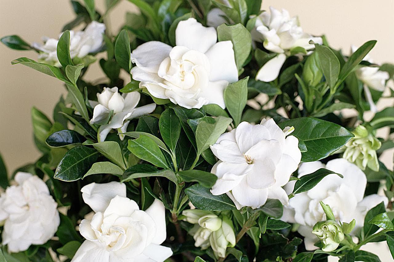 white gardenia flowers