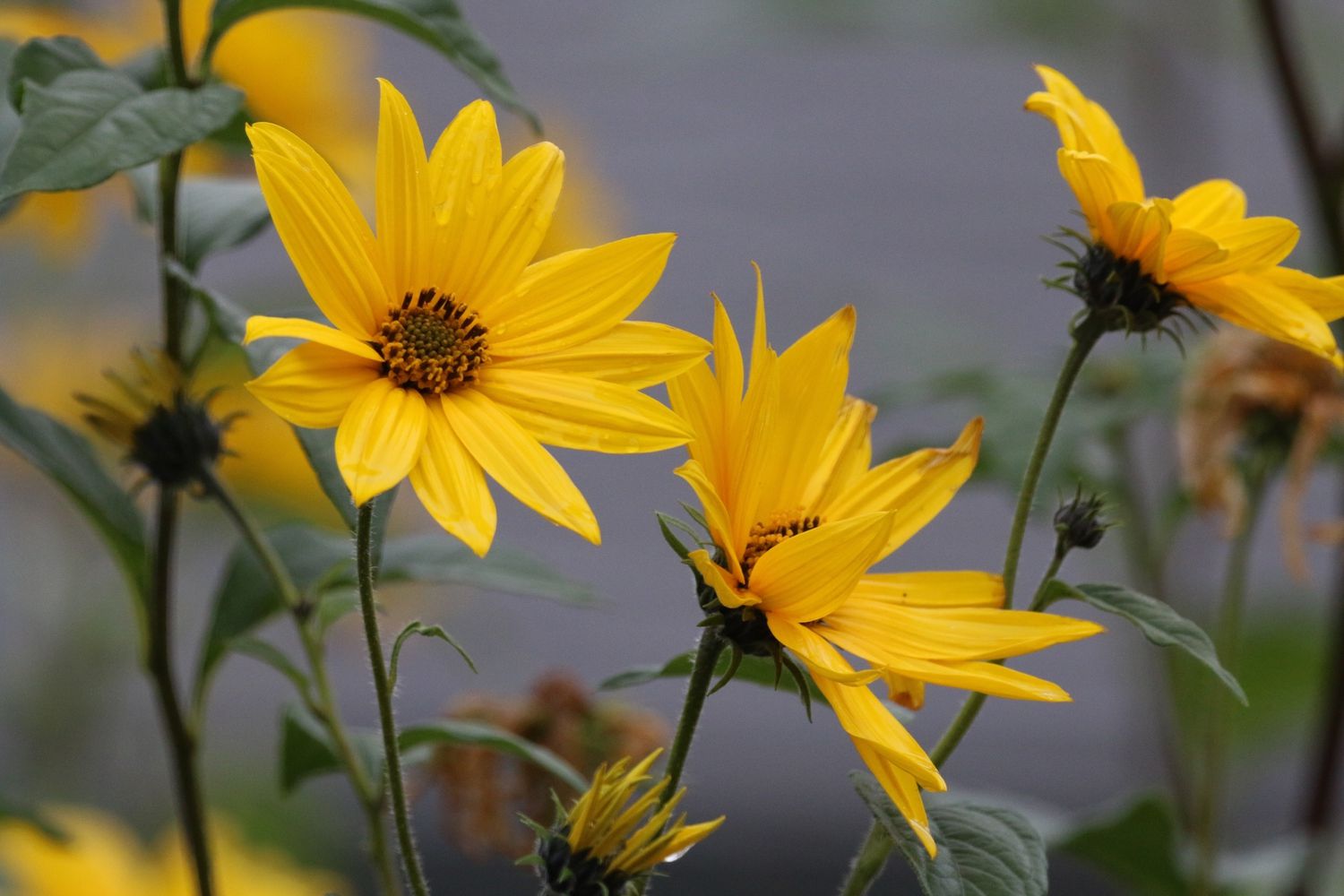 Flores amarelas brilhantes com estames centrais marrons e folhas verde-escuras