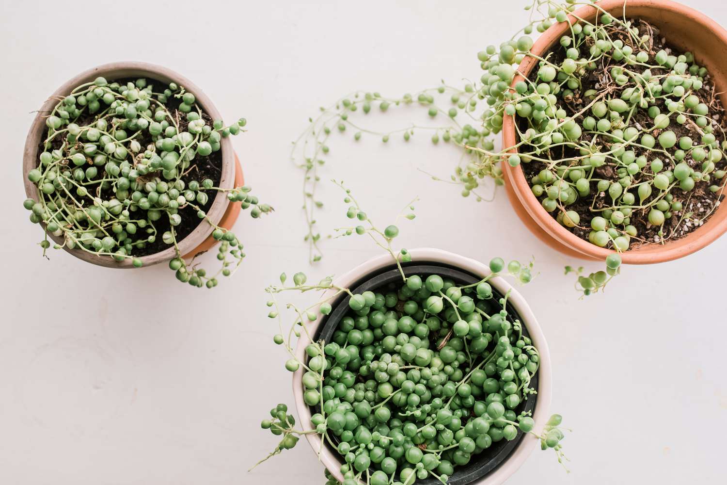 multiple string of pearls succulents