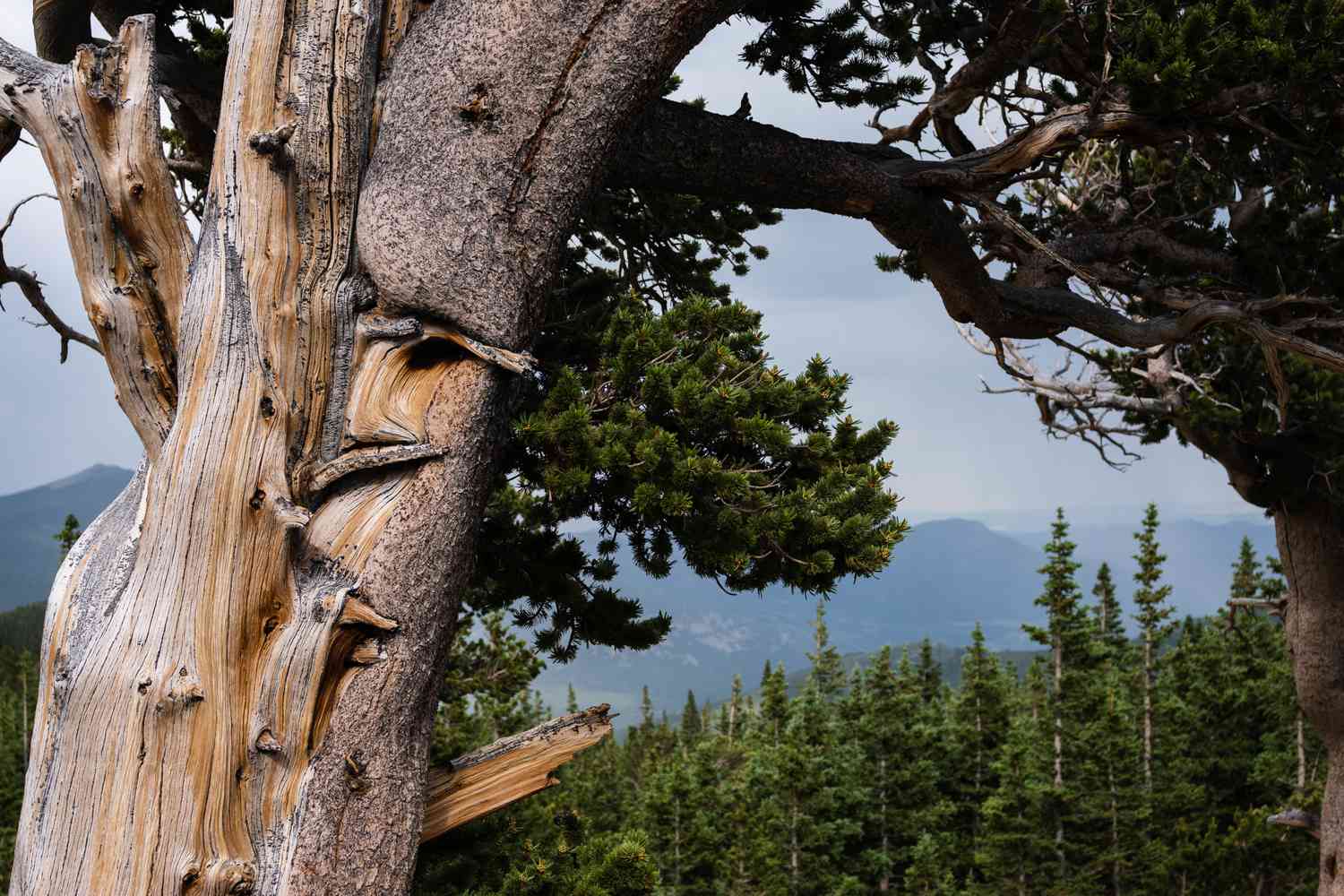 Borstenkiefer mit hellbraun und grau gestreiftem Stamm vor Berghang