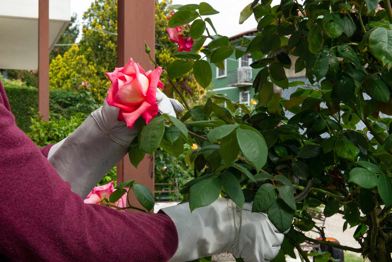 Haste de rosa rosa clara cortada com folhas ainda presas