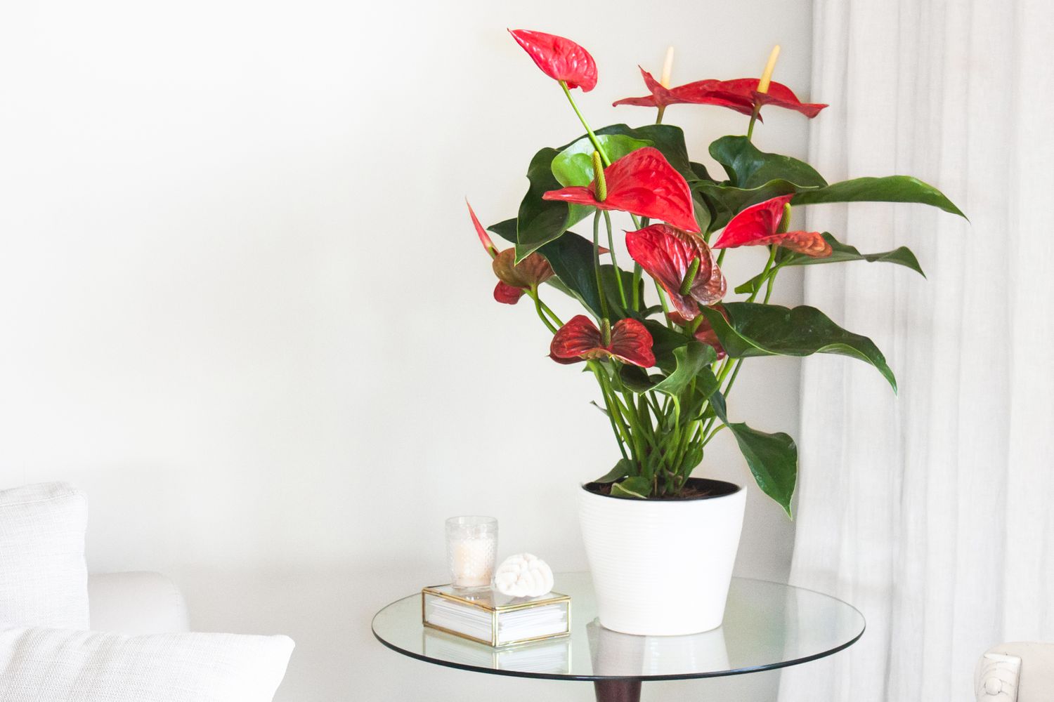 Anthurium : Guide d’entretien et de culture des plantes