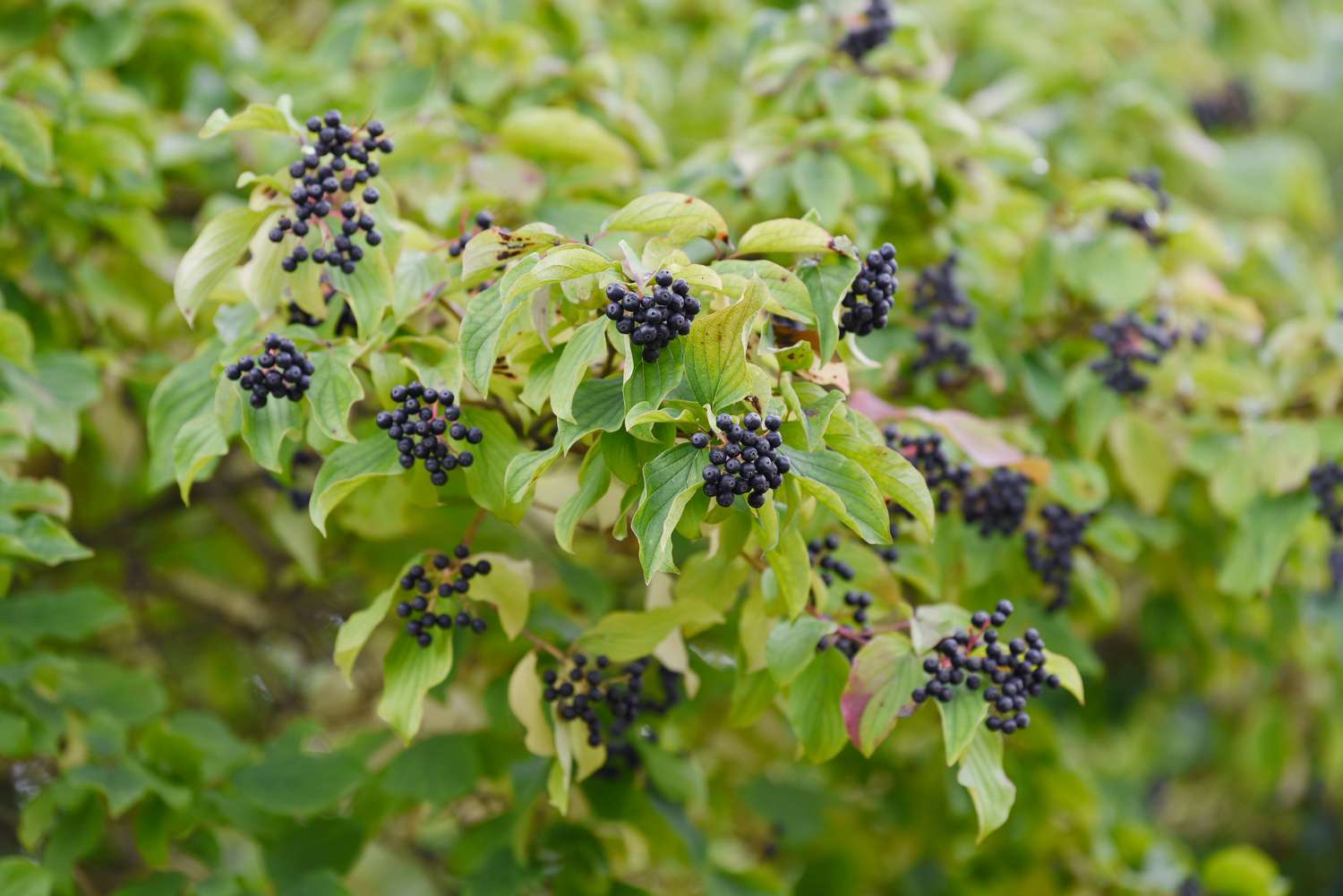 Hartriegelbaum mit dunkelblauen Beerenbüscheln und Blättern an den Zweigen