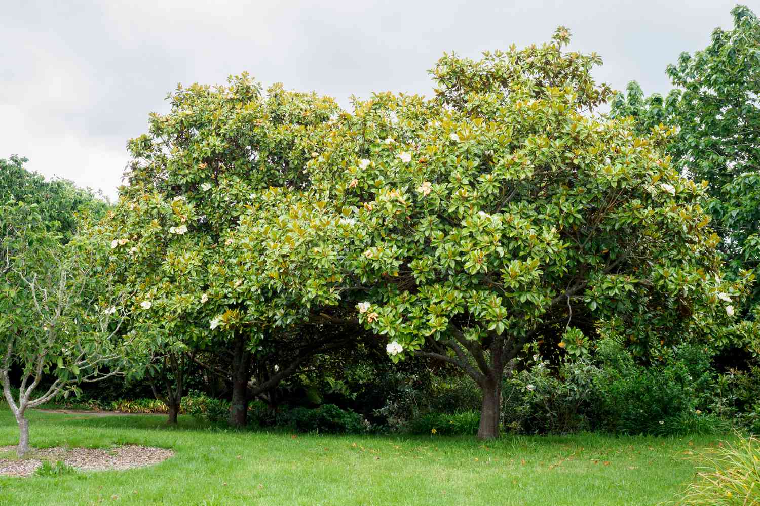 Southern Magnolia trees on edge of trimmed lawn