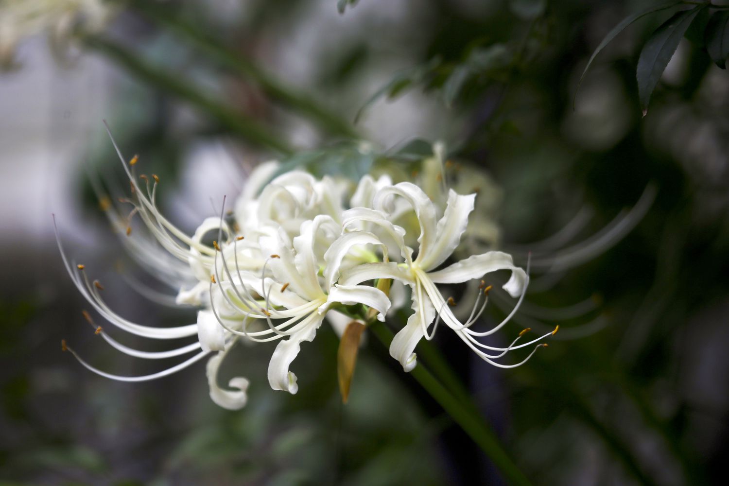 Nahaufnahme einer weißen Spinnenlilie (Lycoris)