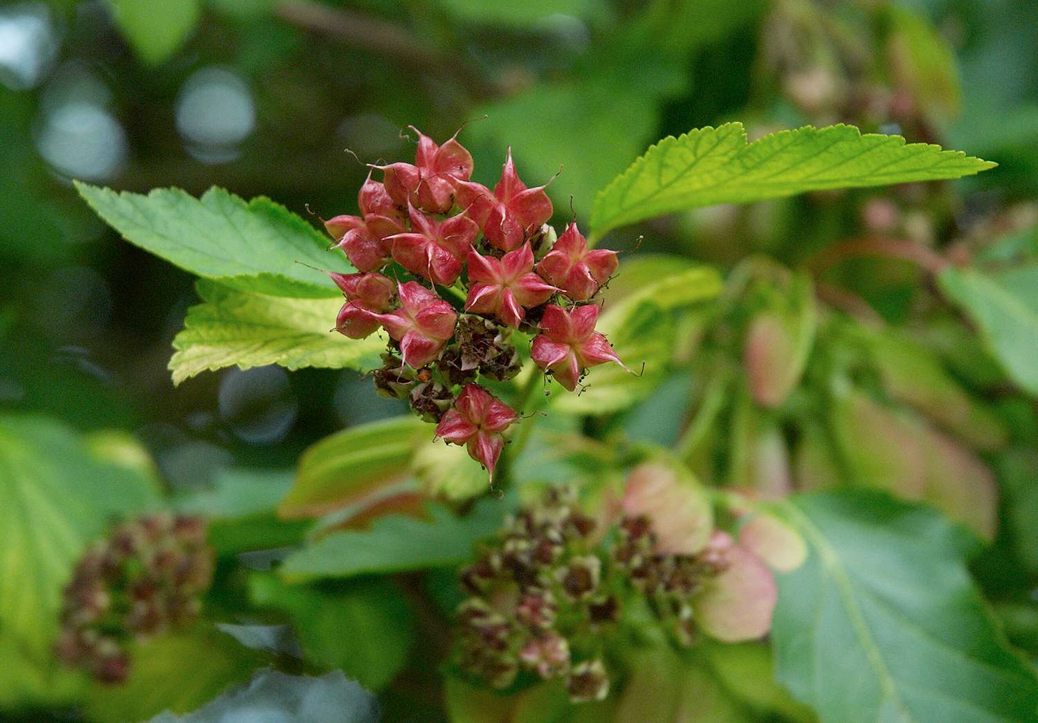 Primer plano del racimo de flores de cinco pétalos de Ninebark