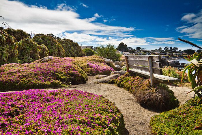 Banco con plantas bajas de flores rosas junto a la orilla en California bajo un cielo azul parcialmente nublado