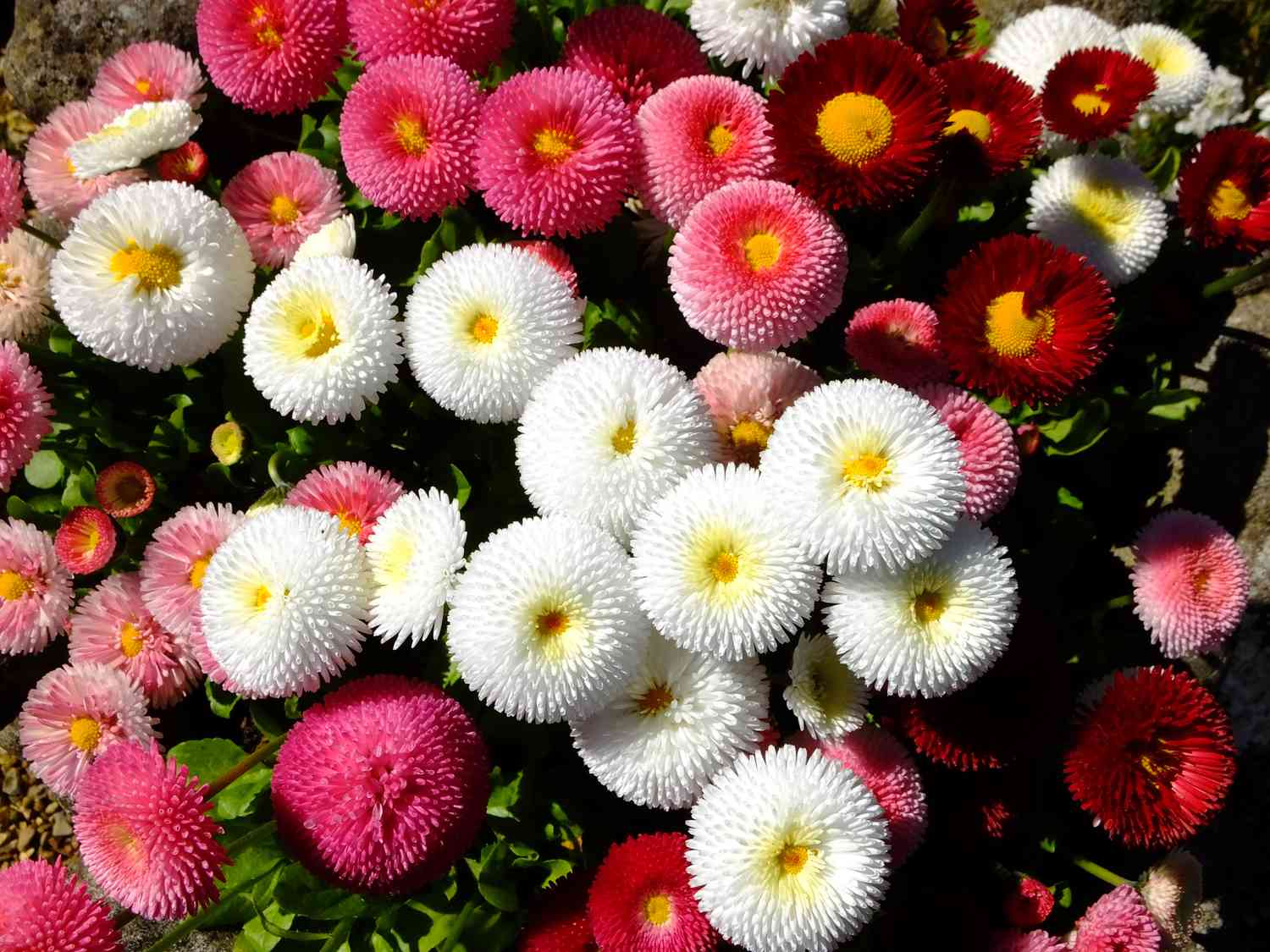 Bellis perennis 'Pomponette' variety