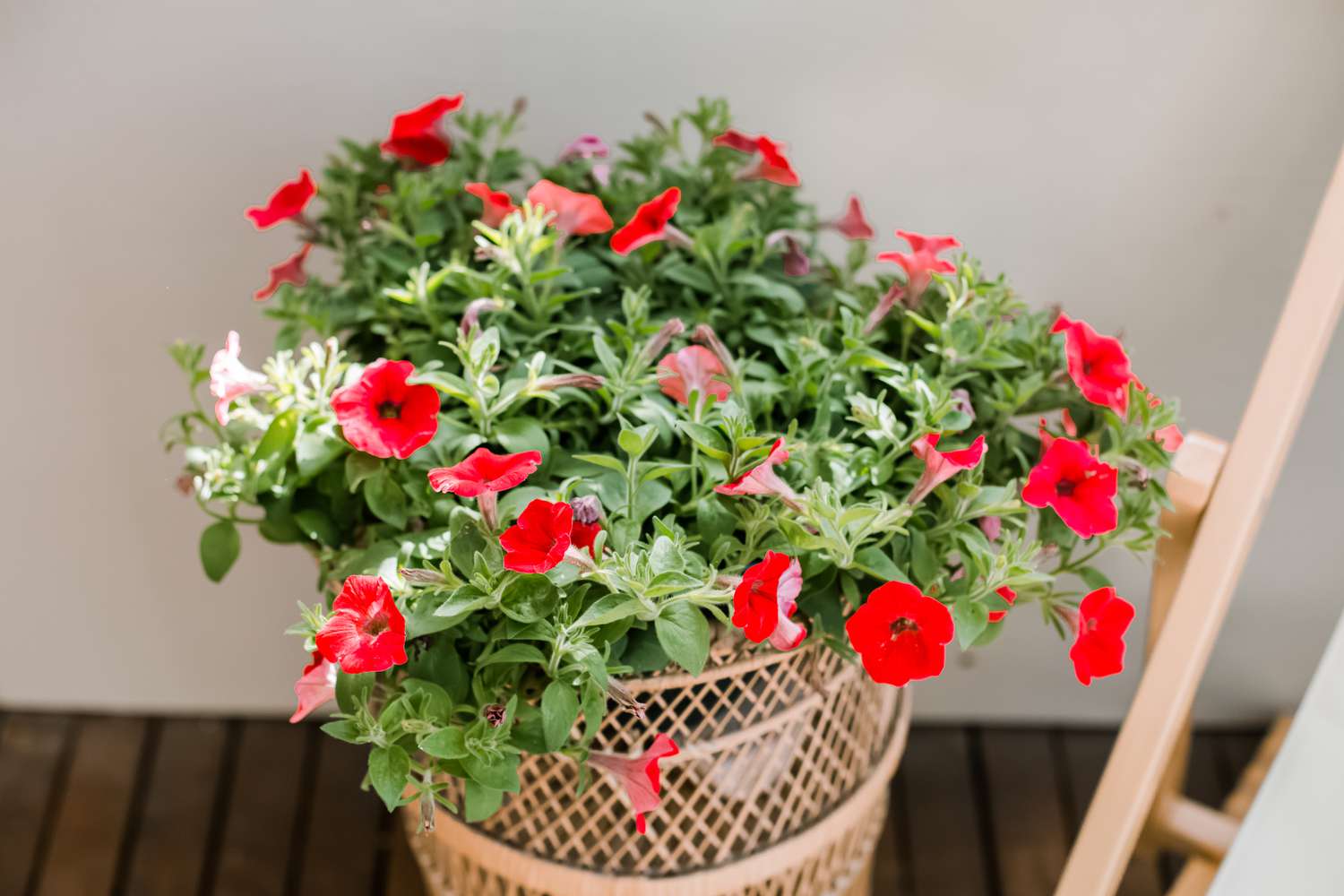 petunias growing in a basket