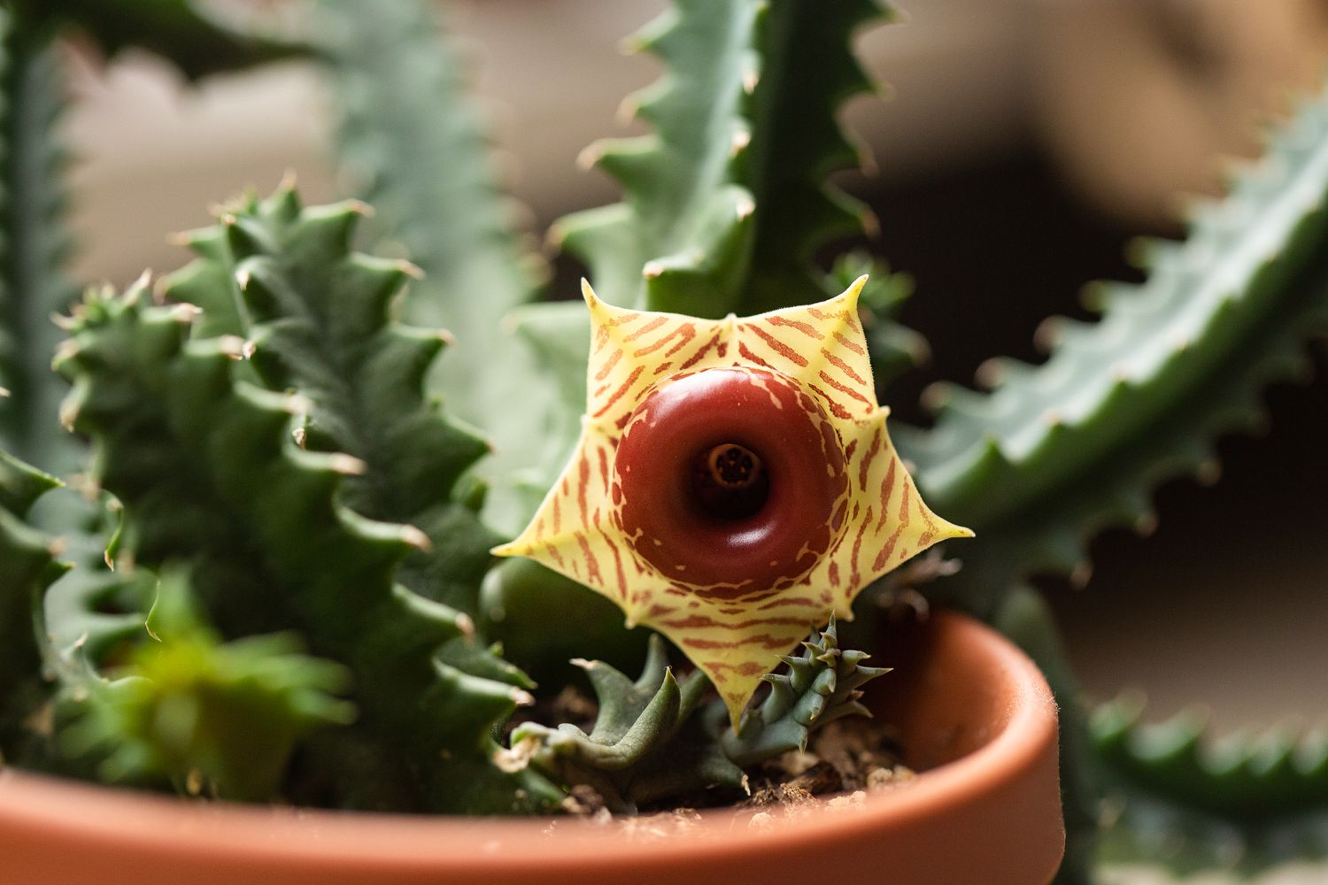 Lifesaver plant with yellow and red glossy flower closeup