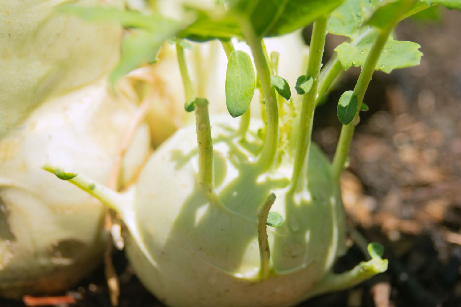 Kohlrabi plant with round vegetable and stems growing on top in partial sunlight