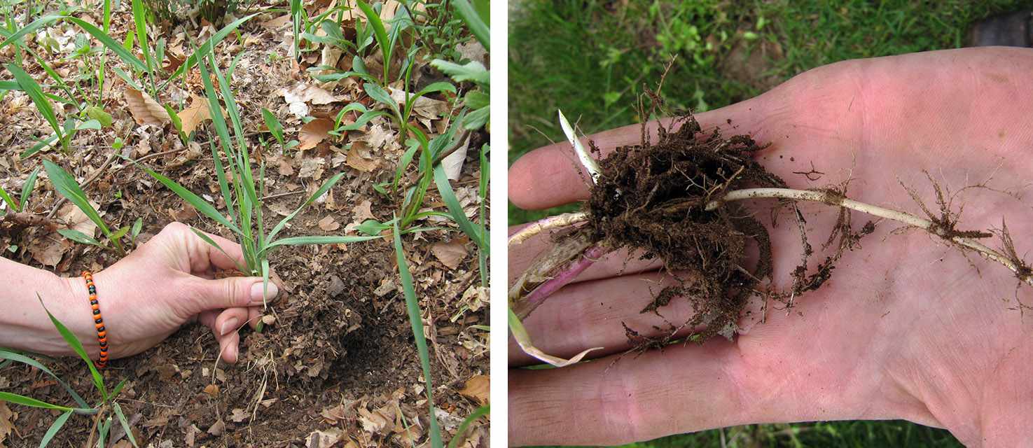 Le chiendent pousse à la verticale et, en surface, ressemble aux autres mauvaises herbes du gazon. Sous la surface, cependant, il possède de longs rhizomes blancs. Notez la tige rouge sur le gros plan de la racine.