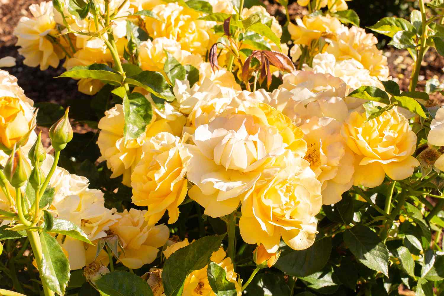 Julia Child Rosen mit dichten gelben Blütenblättern und Knospen am Rosenstrauch