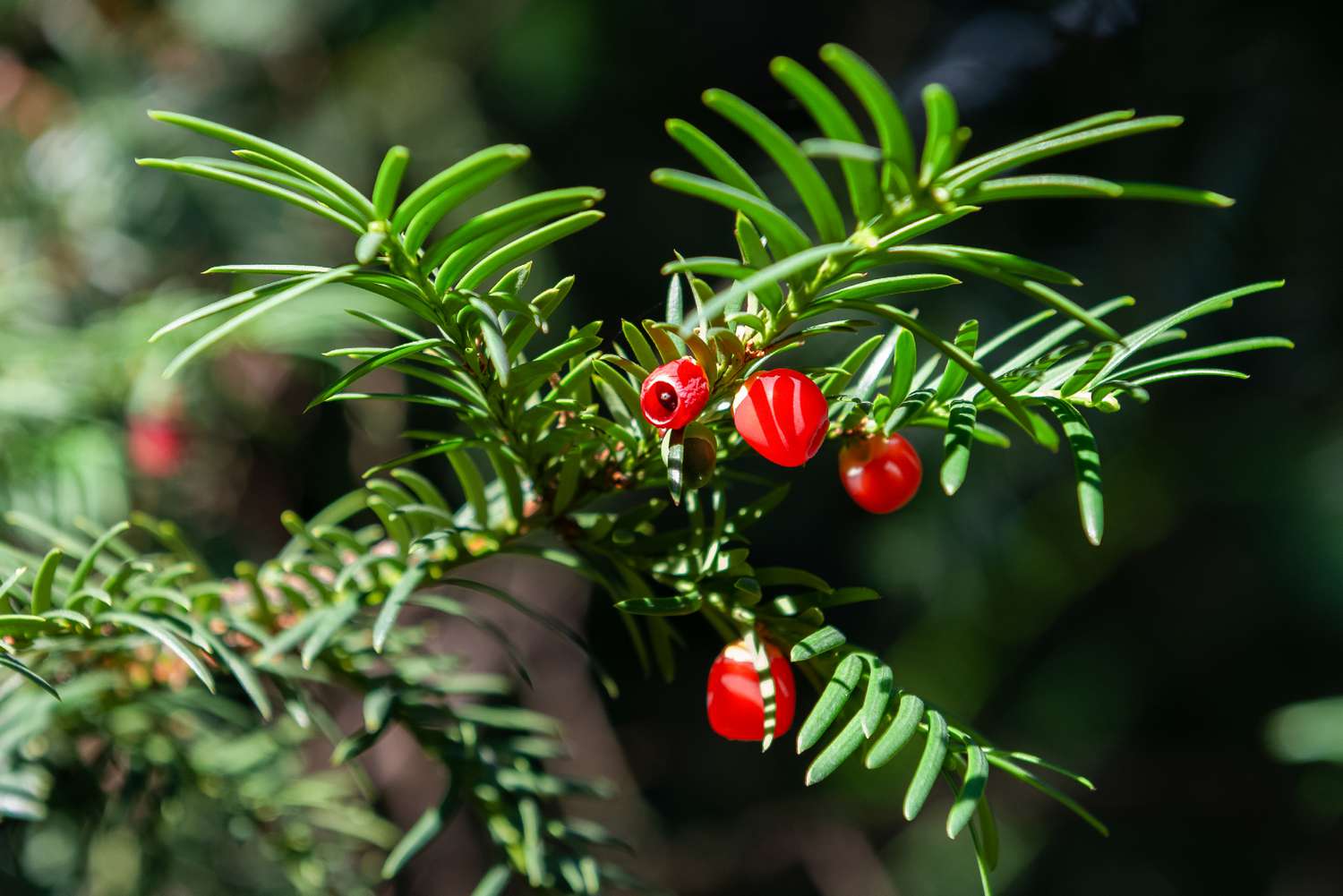 Japanischer Eibenzweig mit kurzen immergrünen Blättern, darunter kleine rote Beeren