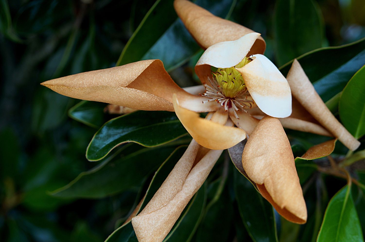 Por que tenho folhas marrons em minhas árvores de magnólia?