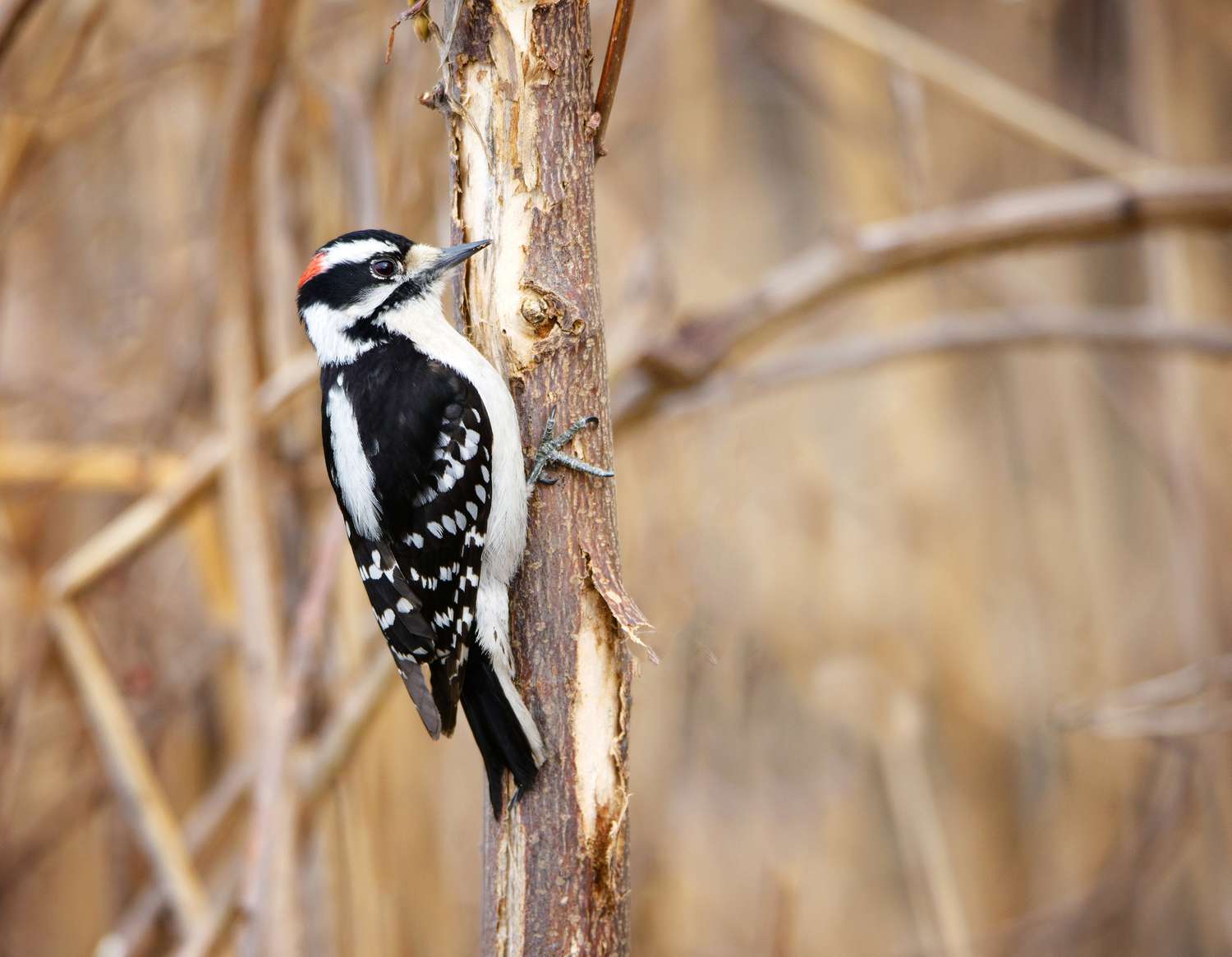 Downy woodpecker