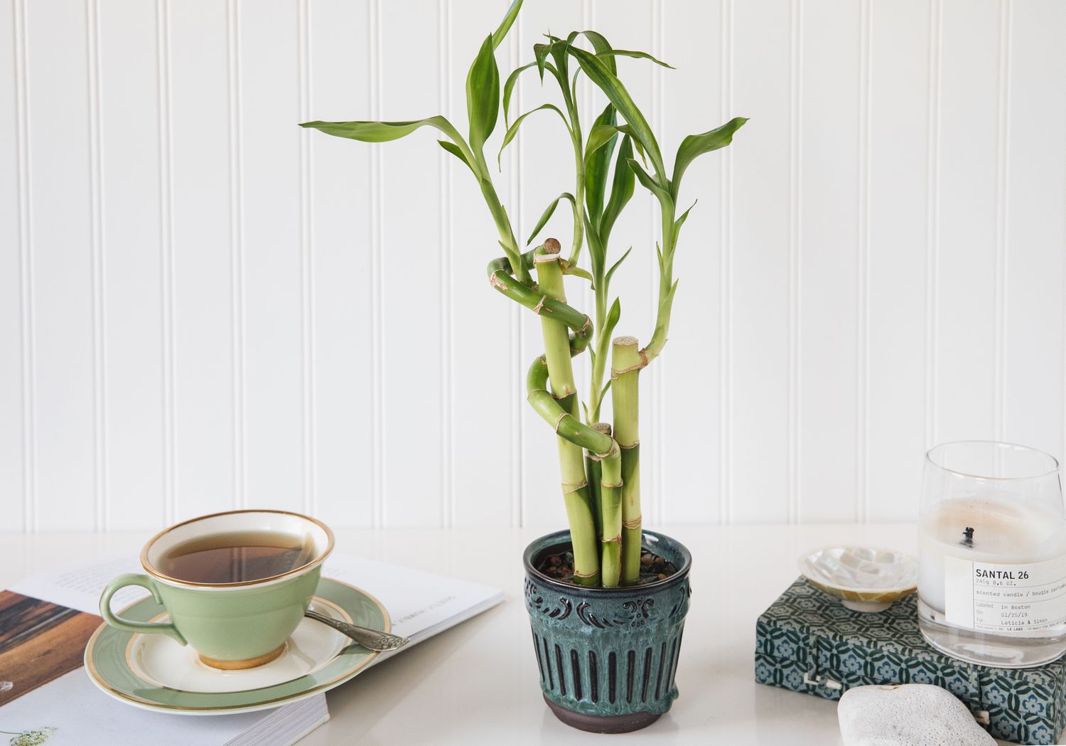Glückliche Bambuspflanze in blauem Keramiktopf neben grüner Teetasse und Feng-Shui-Artikeln
