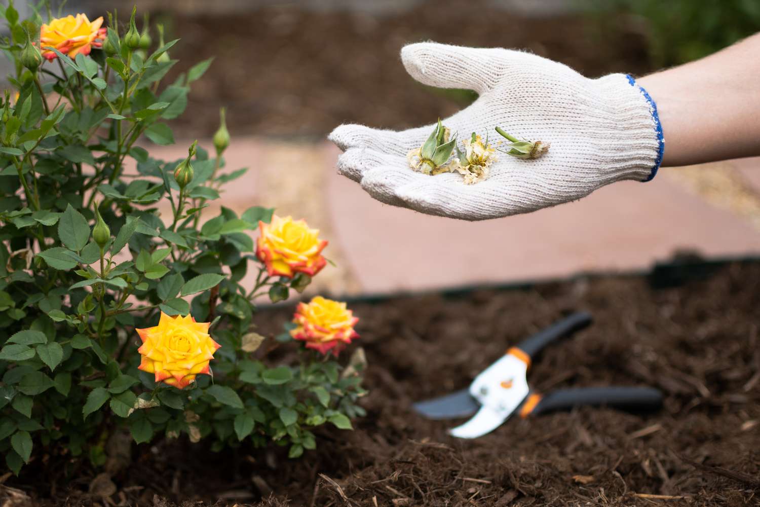 Abgestorbene verblühte Rosen in Gärtnerhand neben gelbem Rosenstrauch