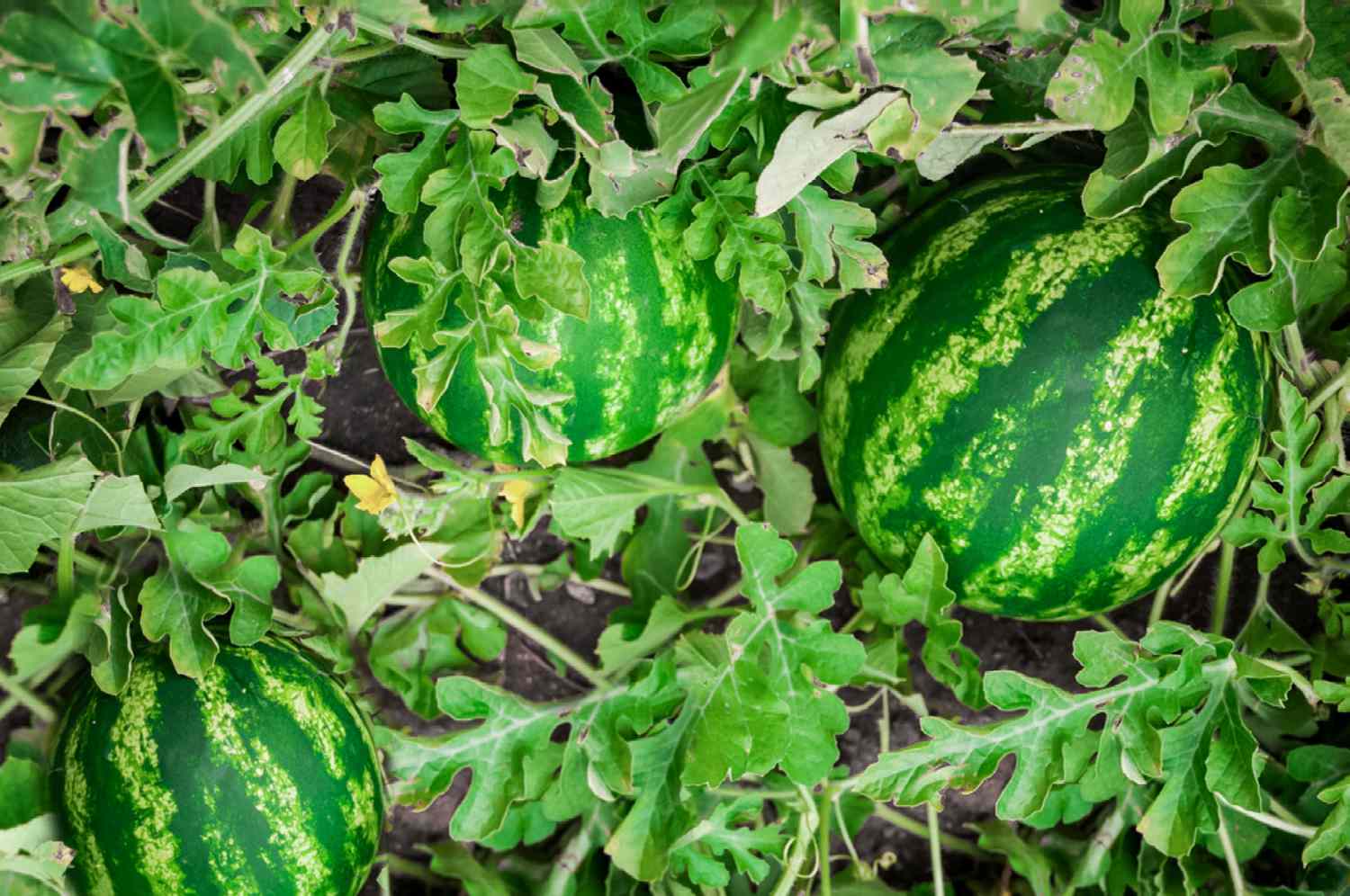 Wassermelonenfrucht in der Mitte des Weinstocks und Blätter