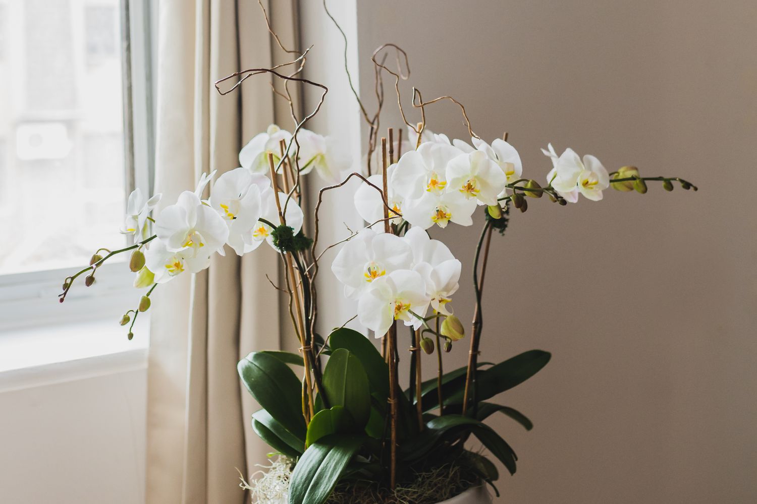Weiße Orchideenpflanze für Feng-Shui-Dekoration 