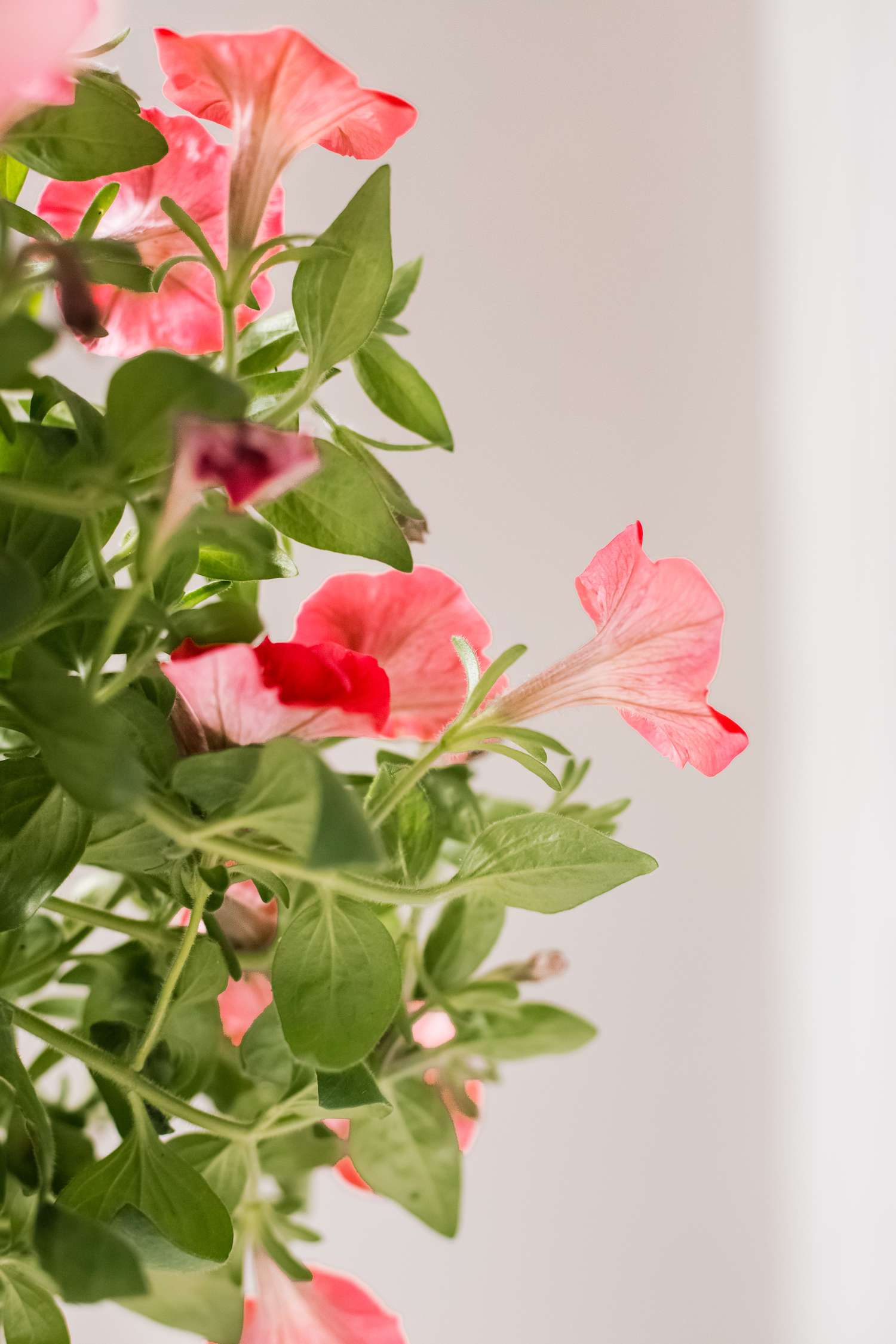 closeup of petunias