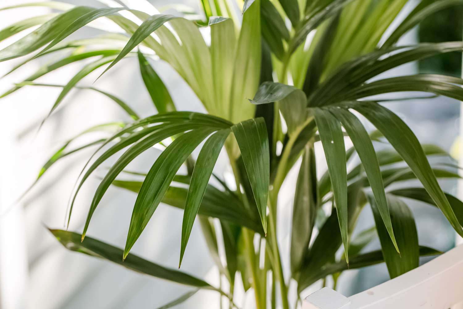 closeup of kentia palm foliage