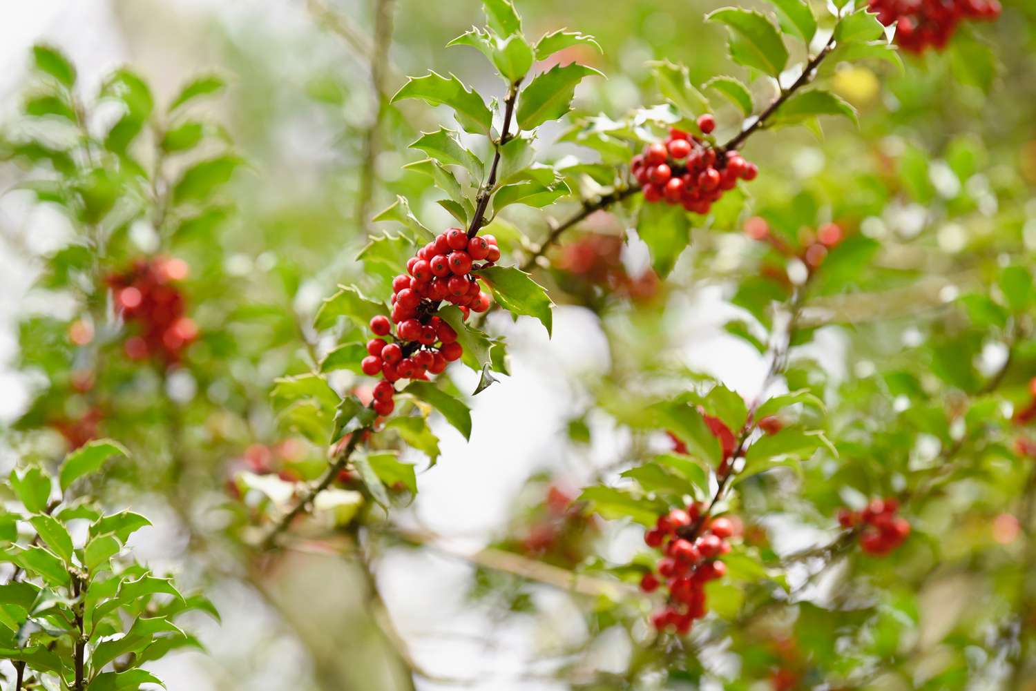 Stechpalmenzweig mit roten Beeren, die von stacheligen Blättern umgeben sind